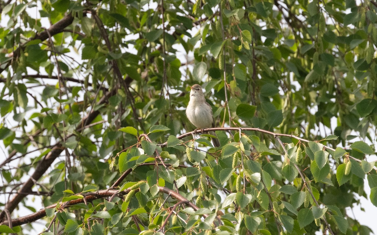 Booted Warbler - ML620489336