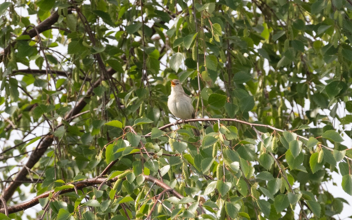 Booted Warbler - ML620489338