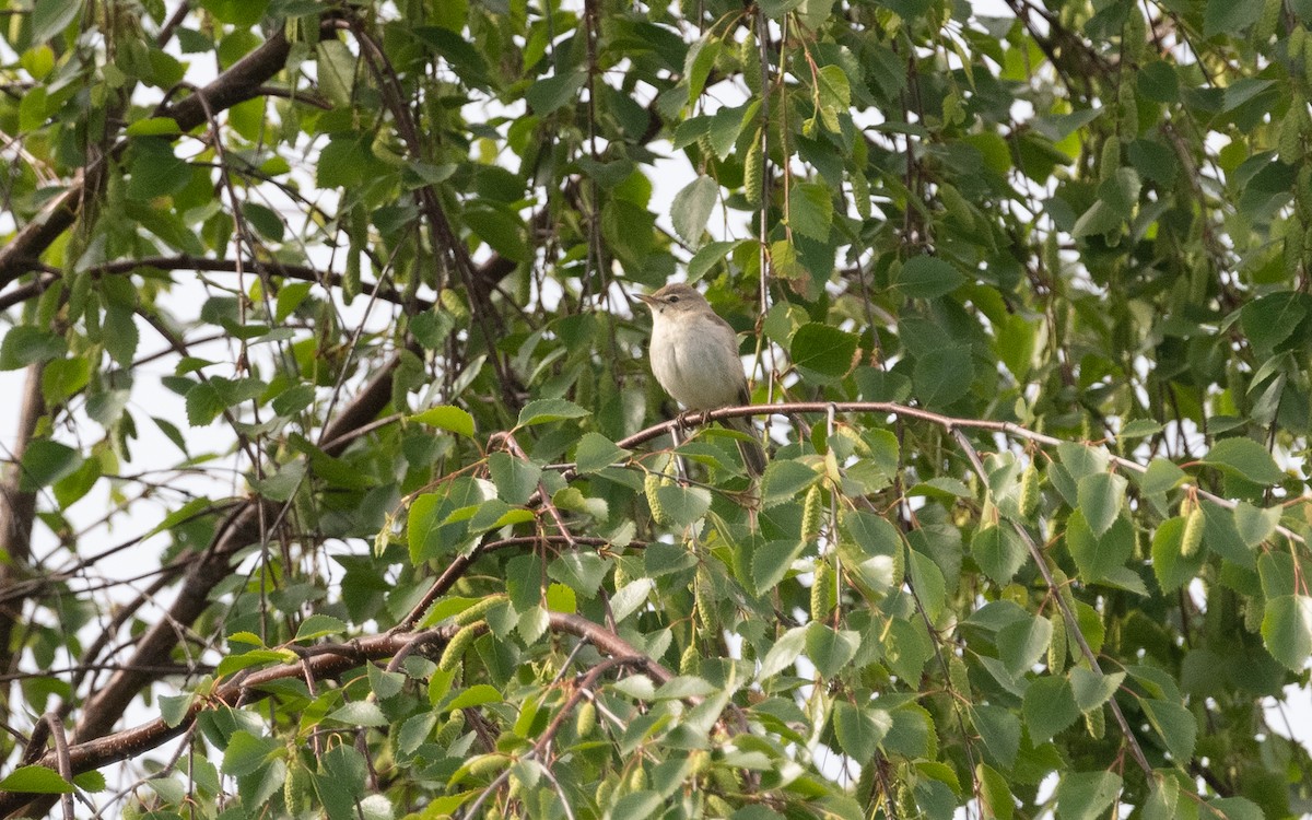 Booted Warbler - ML620489339