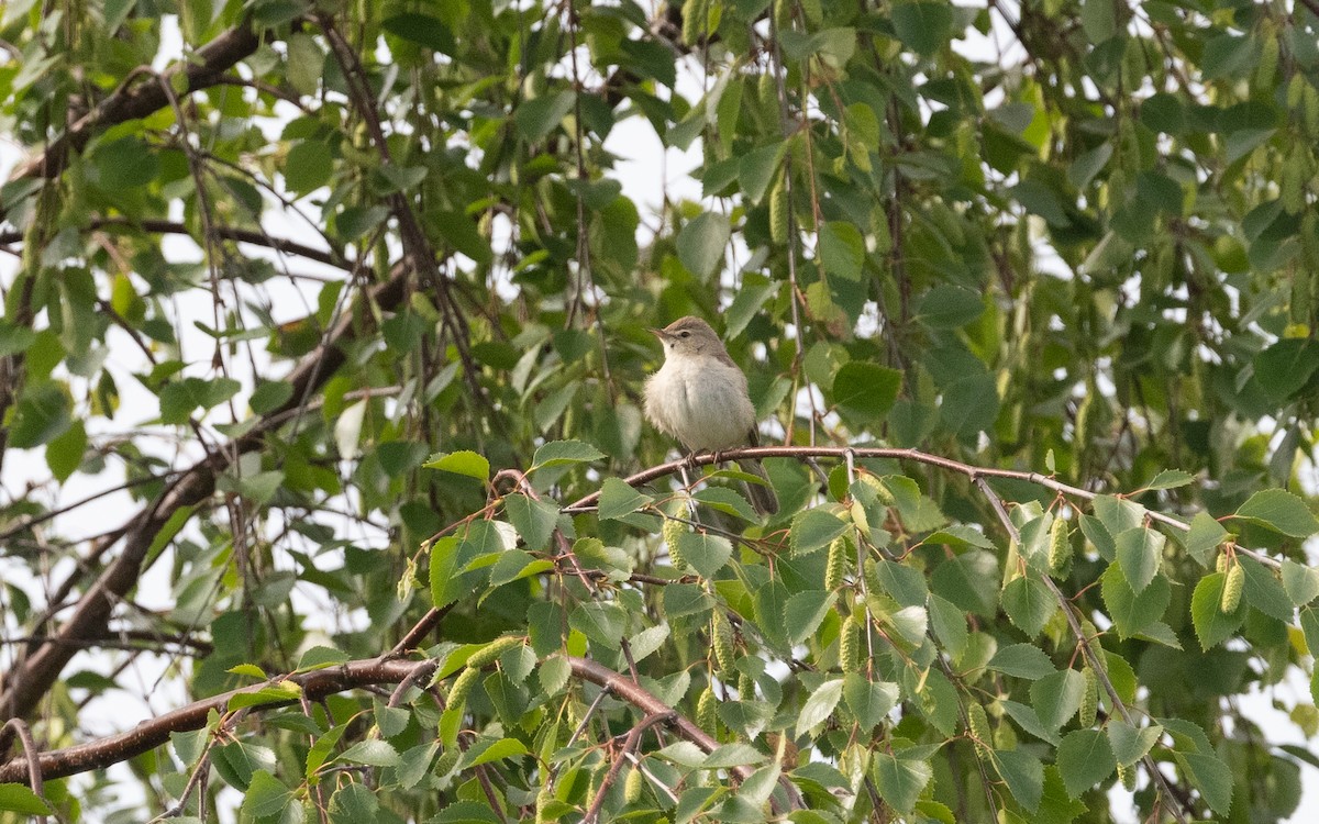 Booted Warbler - ML620489340