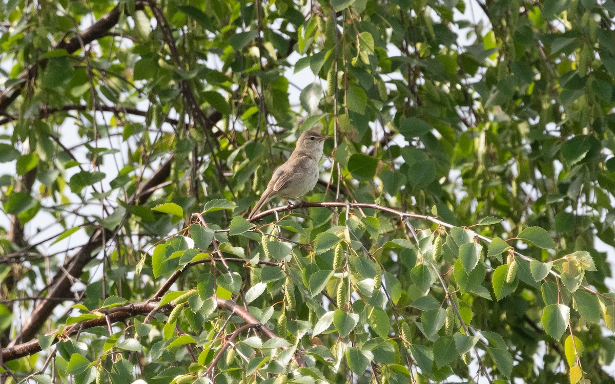 Booted Warbler - ML620489342