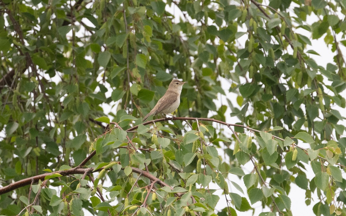 Booted Warbler - ML620489343