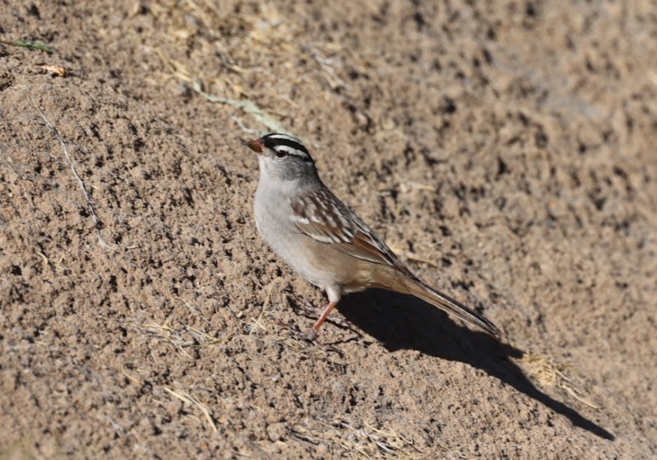 White-crowned Sparrow - ML620489344