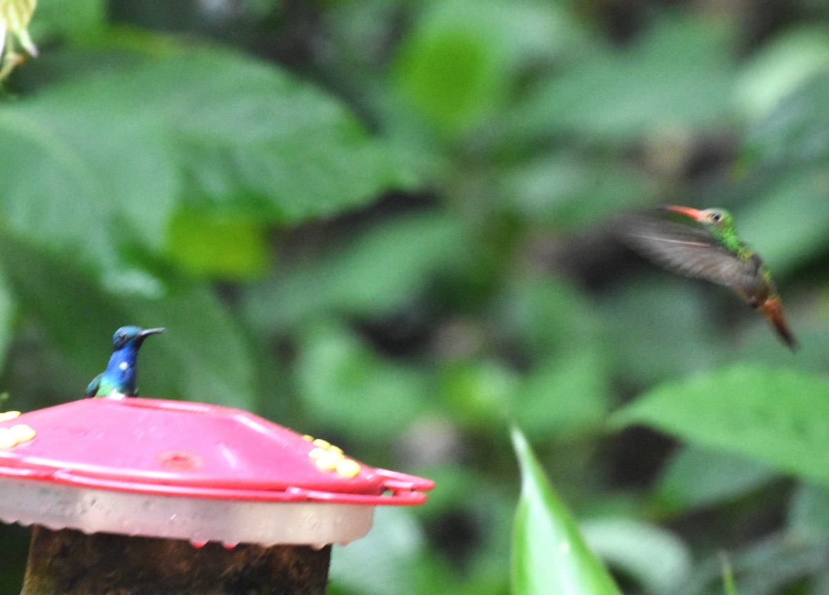 Rufous-tailed Hummingbird - ML620489345