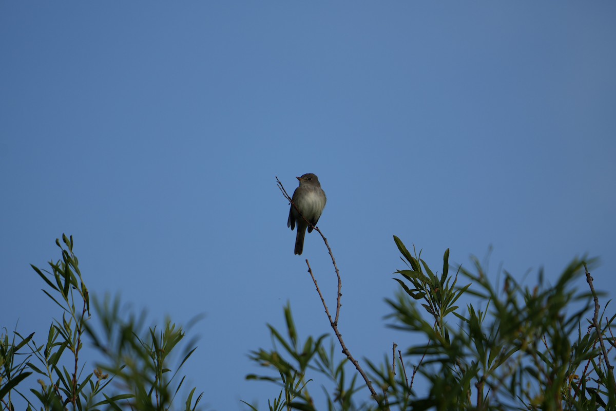 Willow Flycatcher - ML620489348