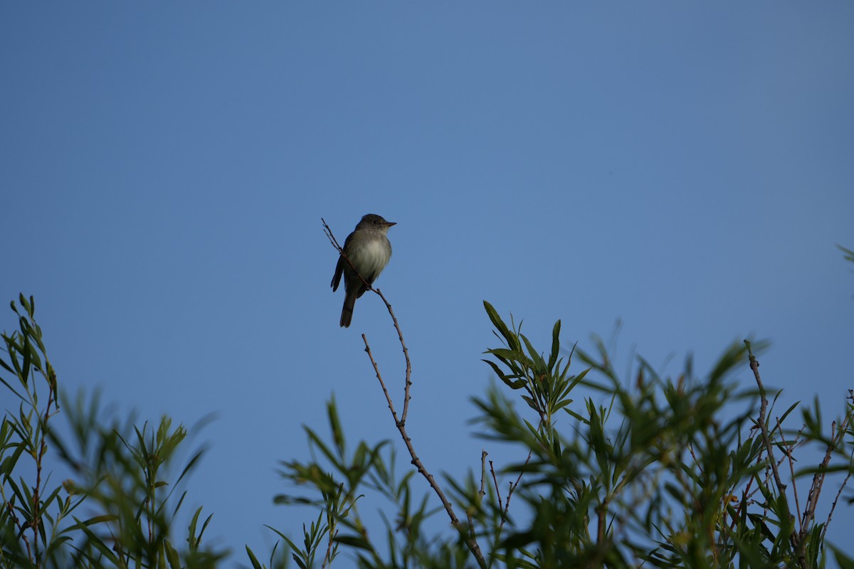 Willow Flycatcher - ML620489349