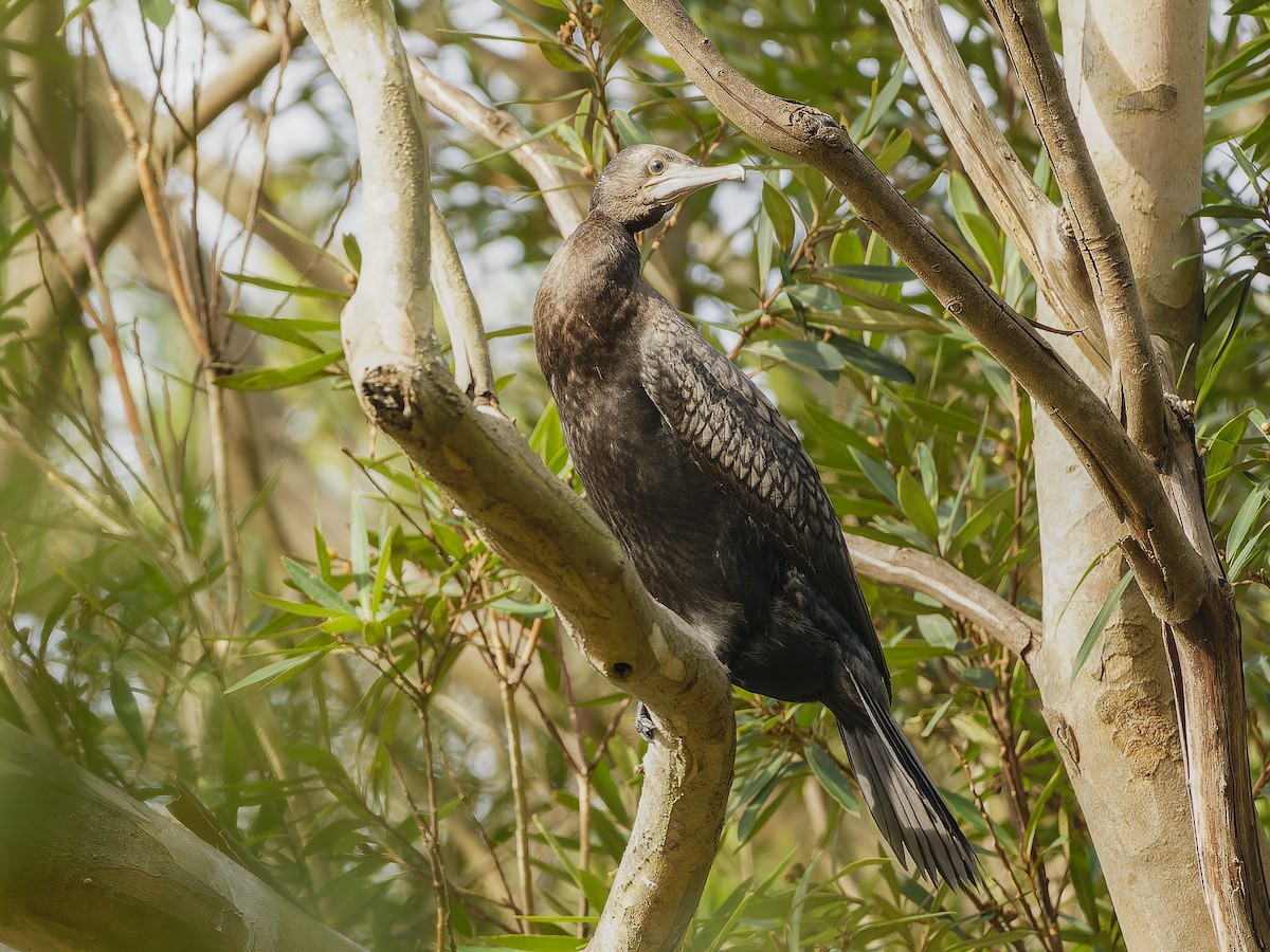 Little Black Cormorant - ML620489357