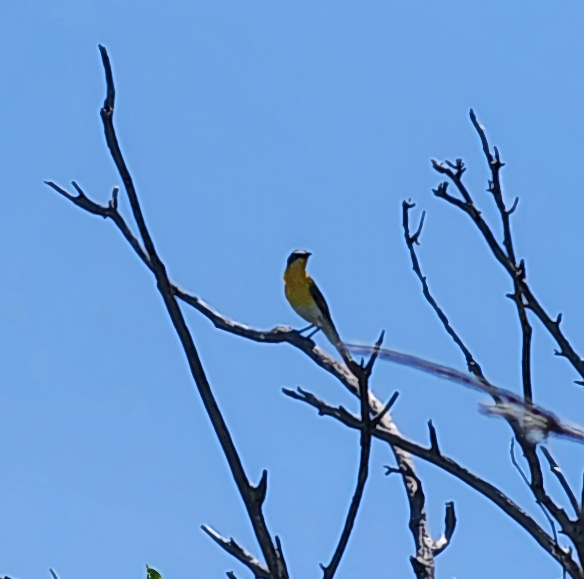 Yellow-breasted Chat - ML620489361