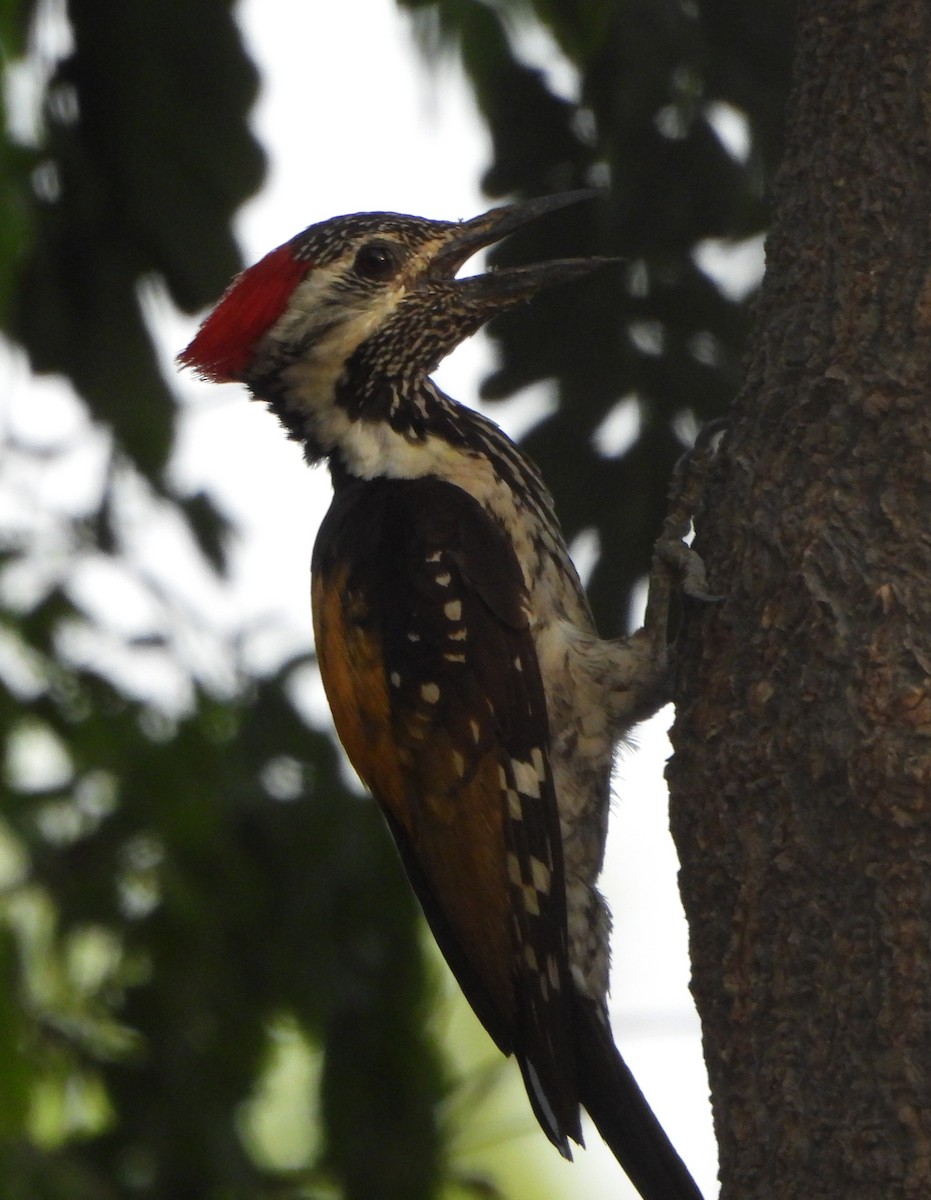 Black-rumped Flameback - ML620489369