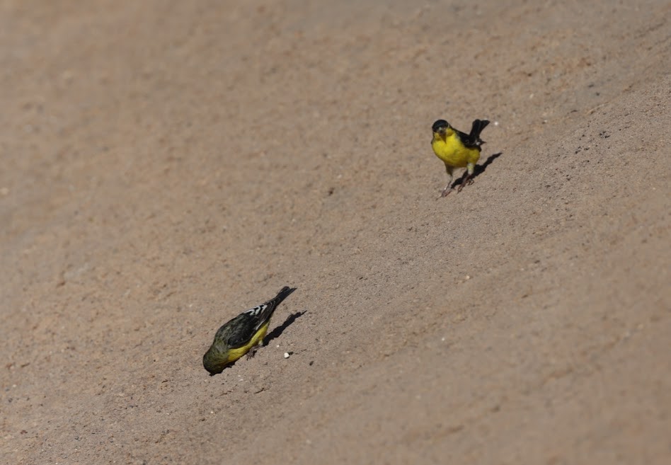 Lesser Goldfinch - ML620489371