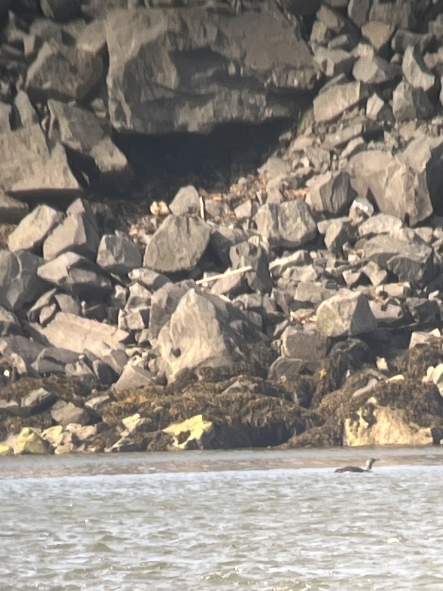 Red-throated Loon - ML620489372