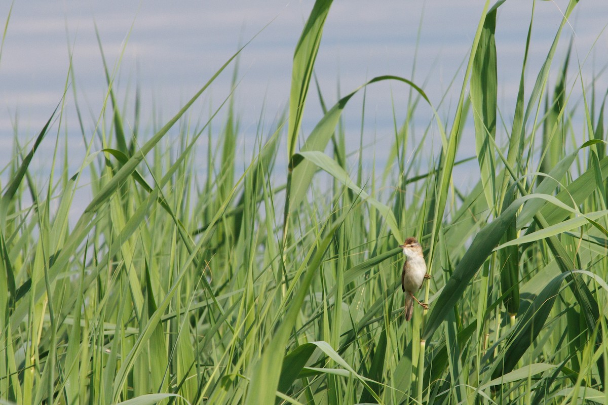 Paddyfield Warbler - ML620489376