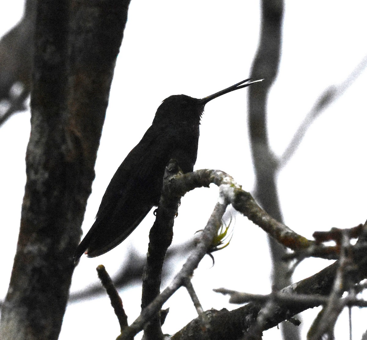 Purple-chested Hummingbird - ML620489379