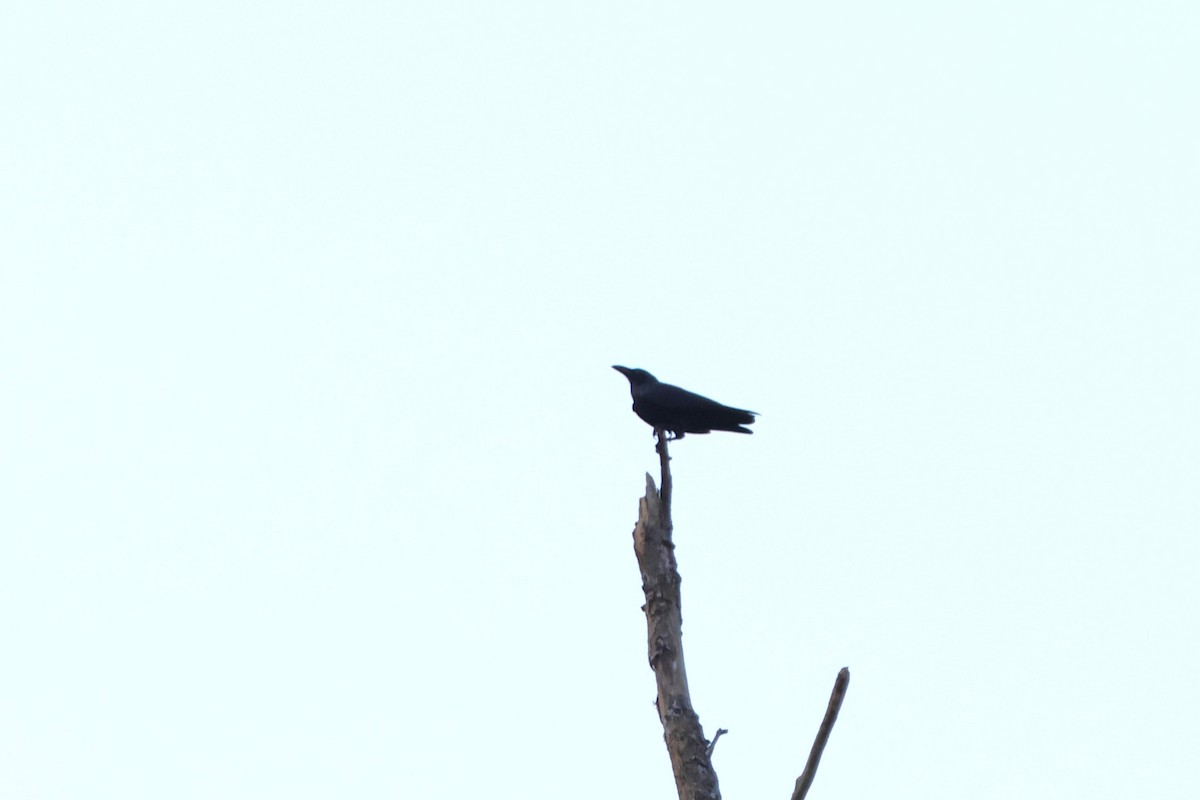 Slender-billed Crow (Sulawesi) - ML620489380