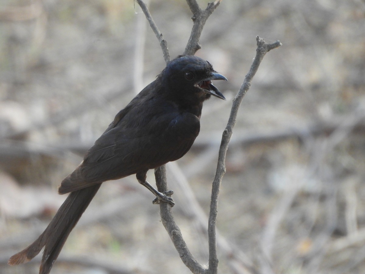 Black Drongo - ML620489385