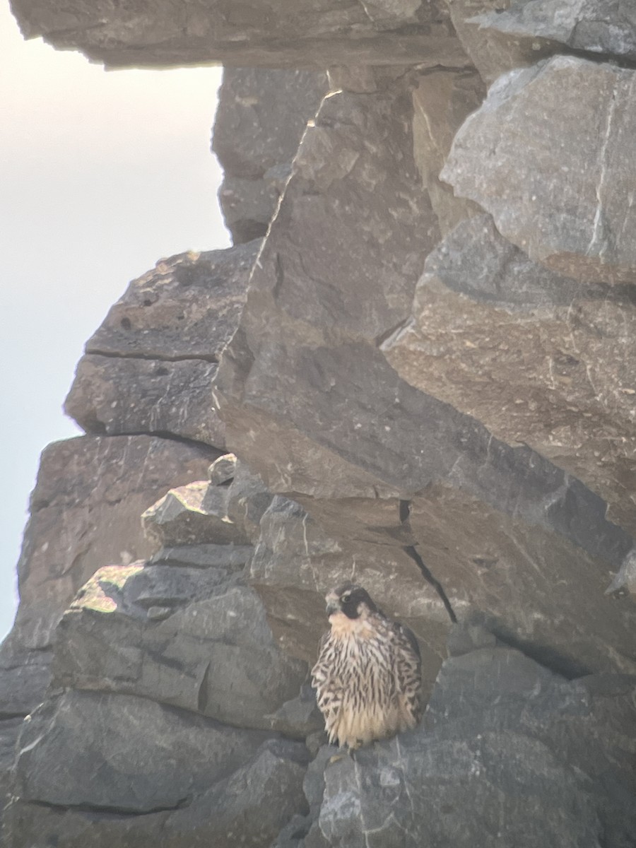 Peregrine Falcon - Sylvie Duchemin