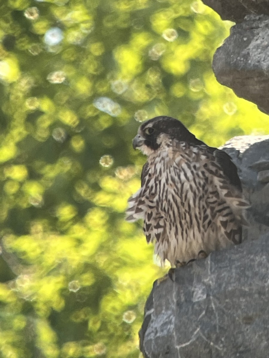 Peregrine Falcon - Sylvie Duchemin