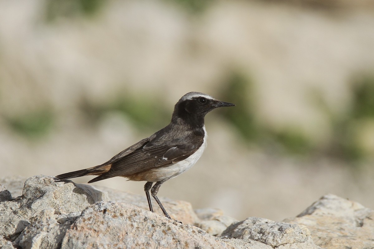 Kurdish Wheatear - ML620489393