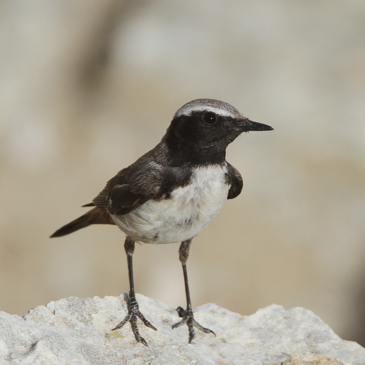 Kurdish Wheatear - ML620489394