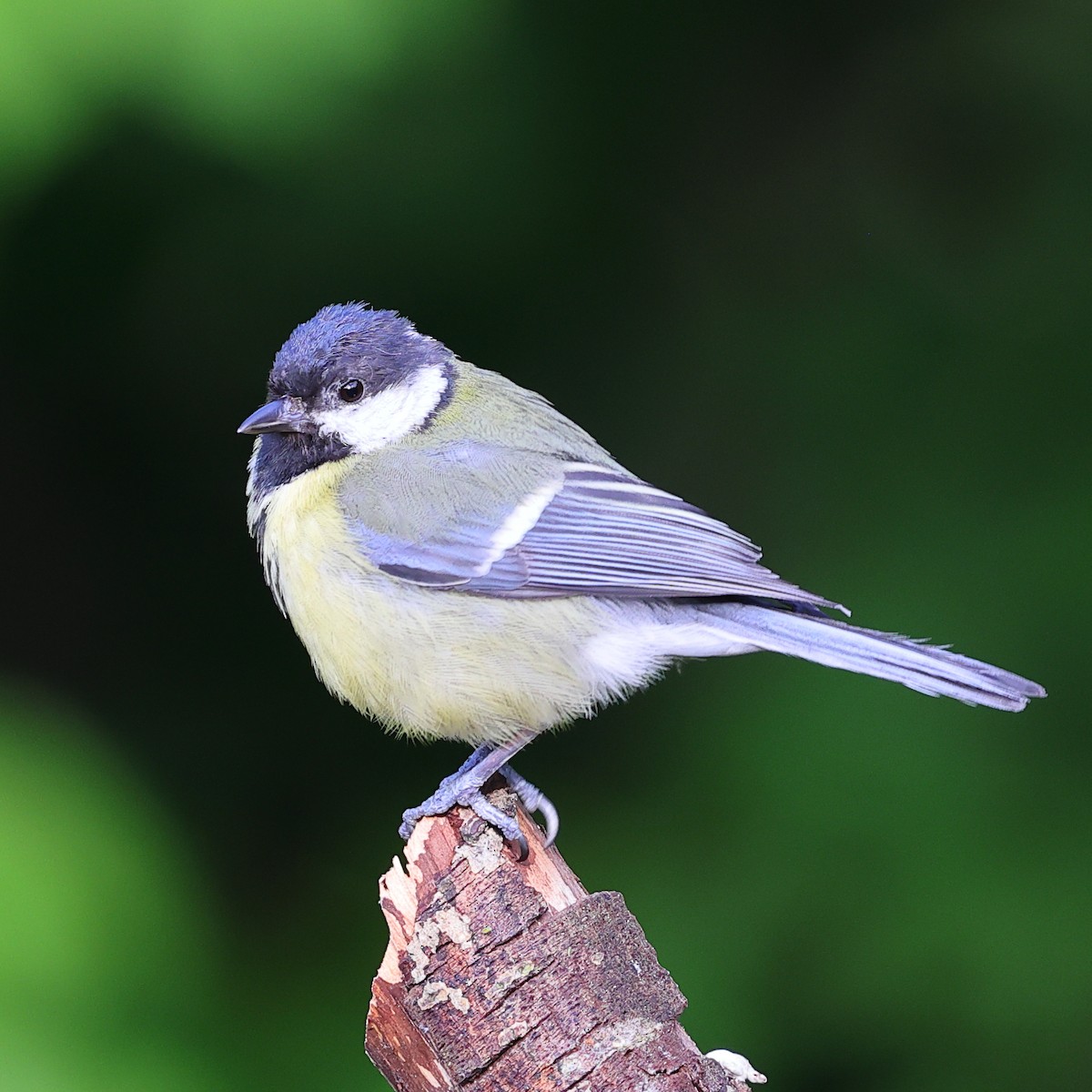 Mésange charbonnière - ML620489399