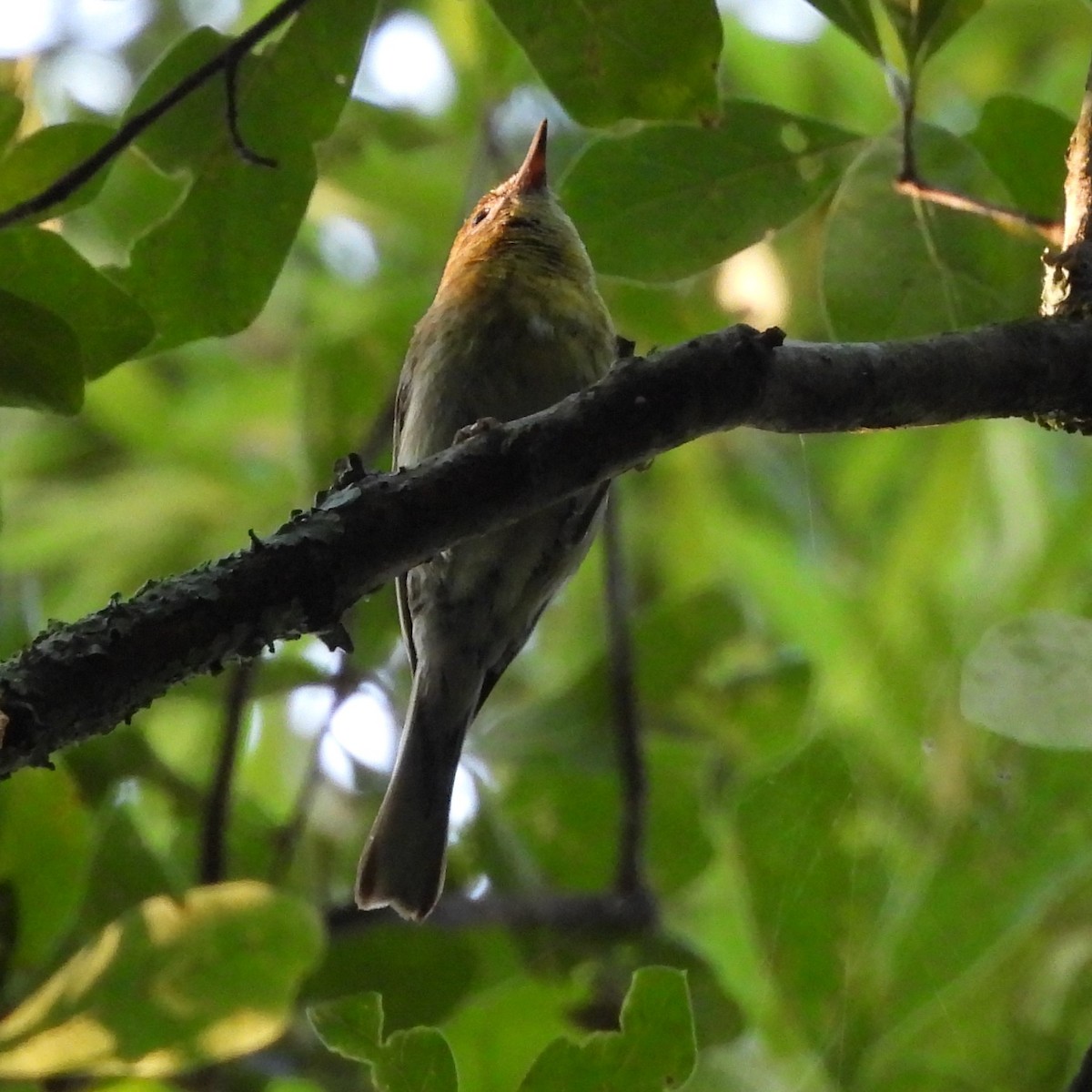 Pine Warbler - ML620489403