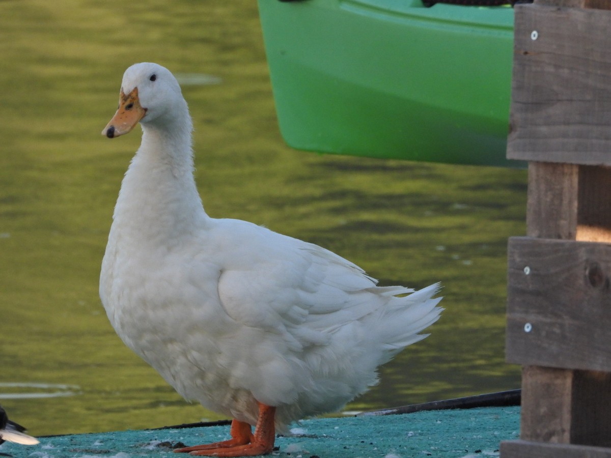 Mallard (Domestic type) - ML620489407