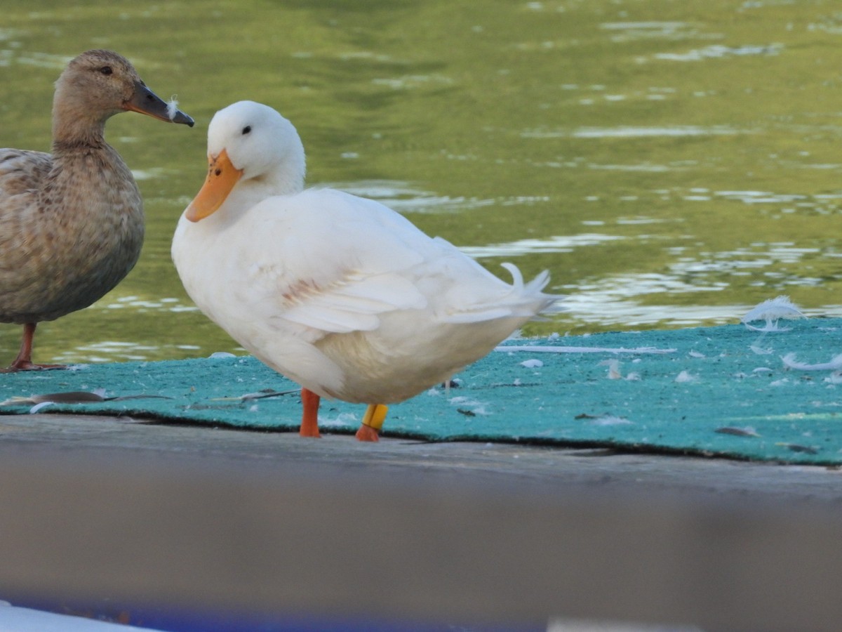 Mallard (Domestic type) - ML620489408