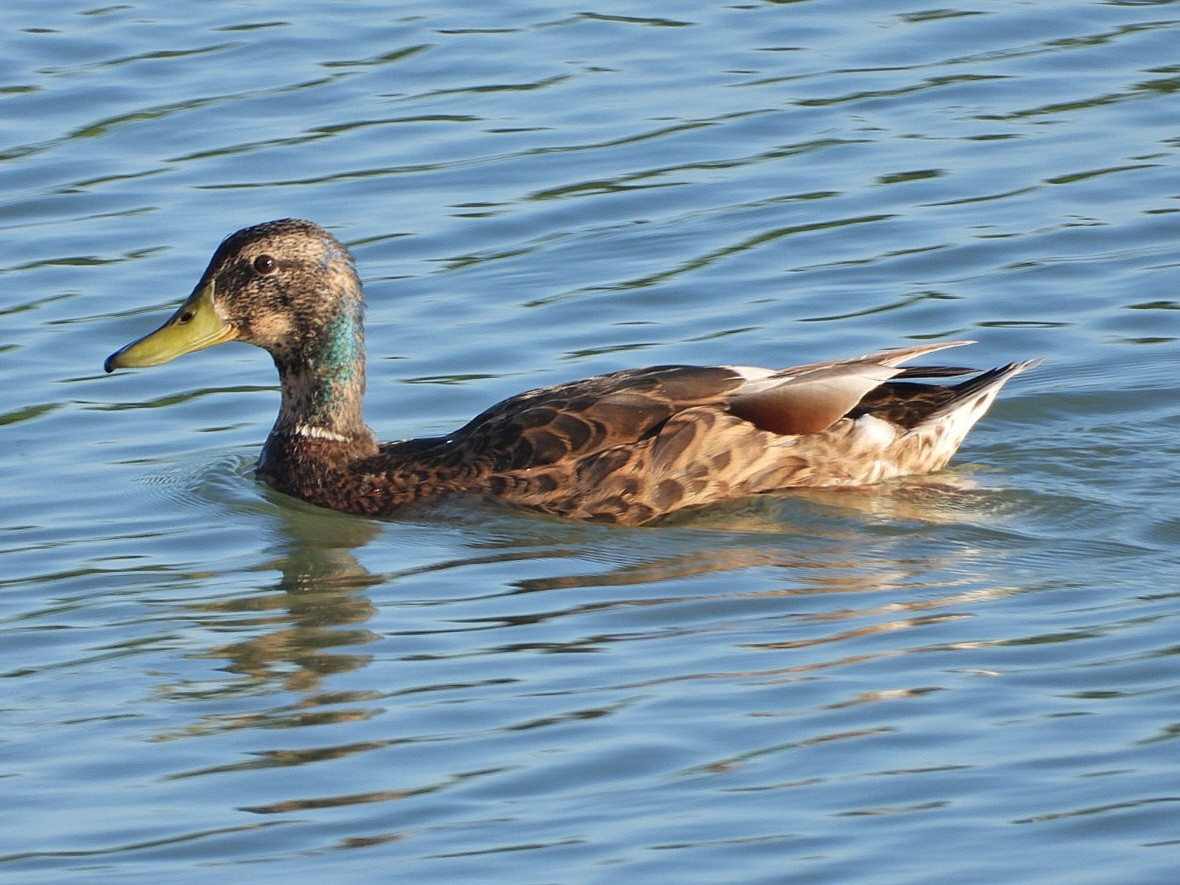 Canard colvert - ML620489415