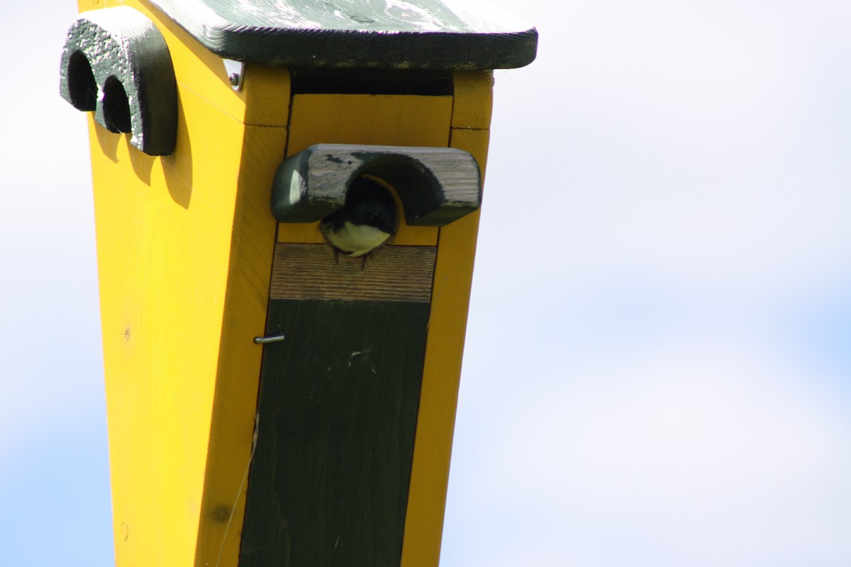 Tree Swallow - ML620489416