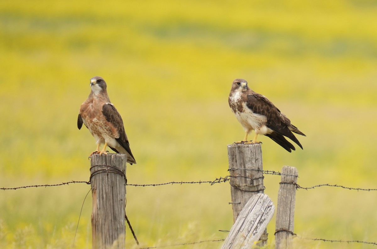 Swainson's Hawk - ML620489417