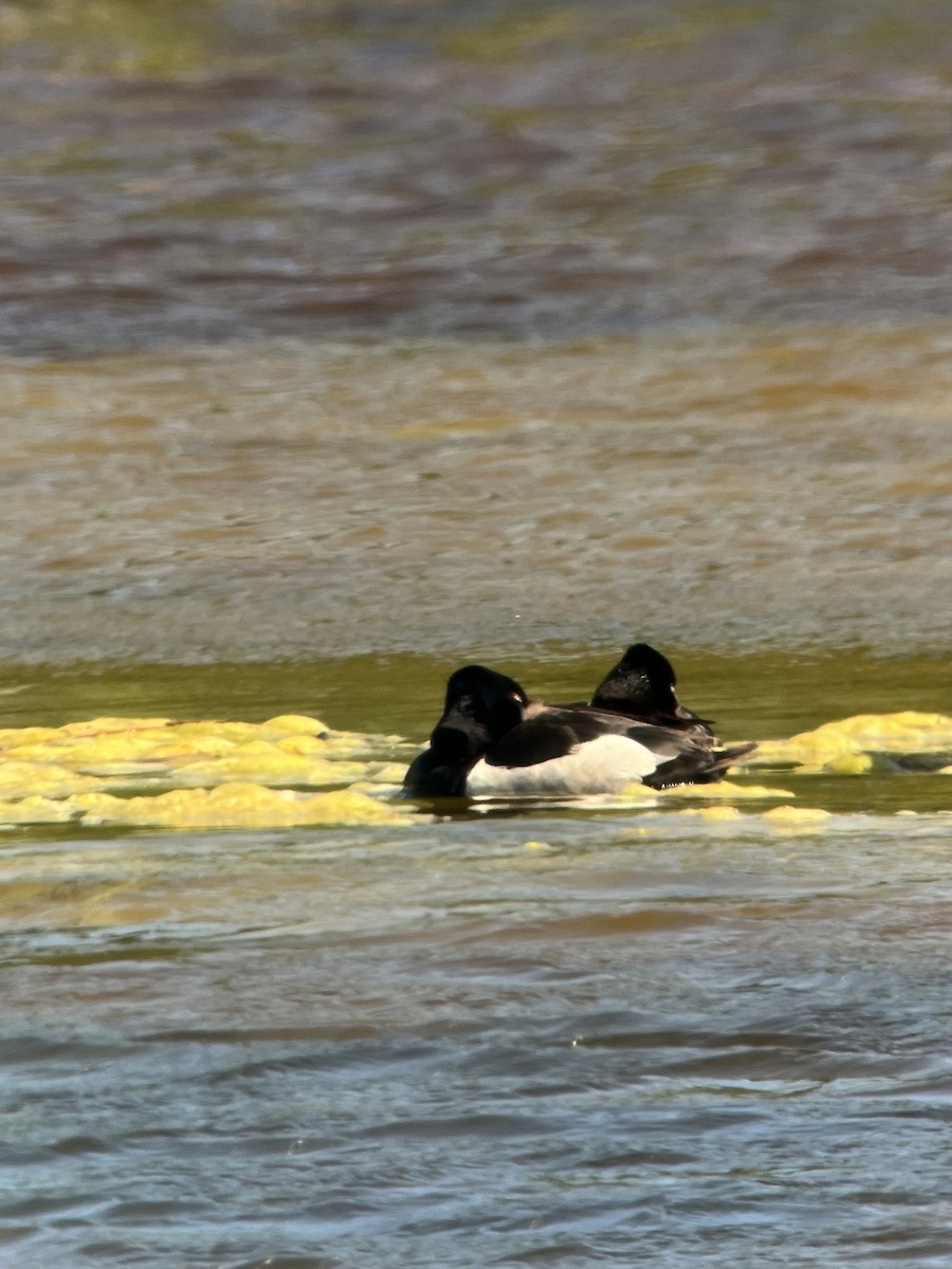 環頸潛鴨 - ML620489419