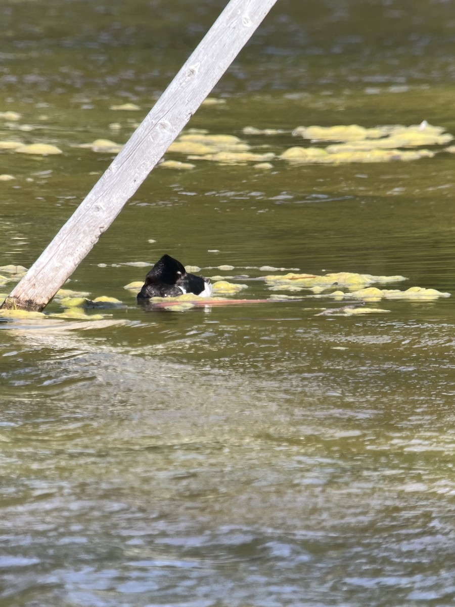 Ring-necked Duck - ML620489420