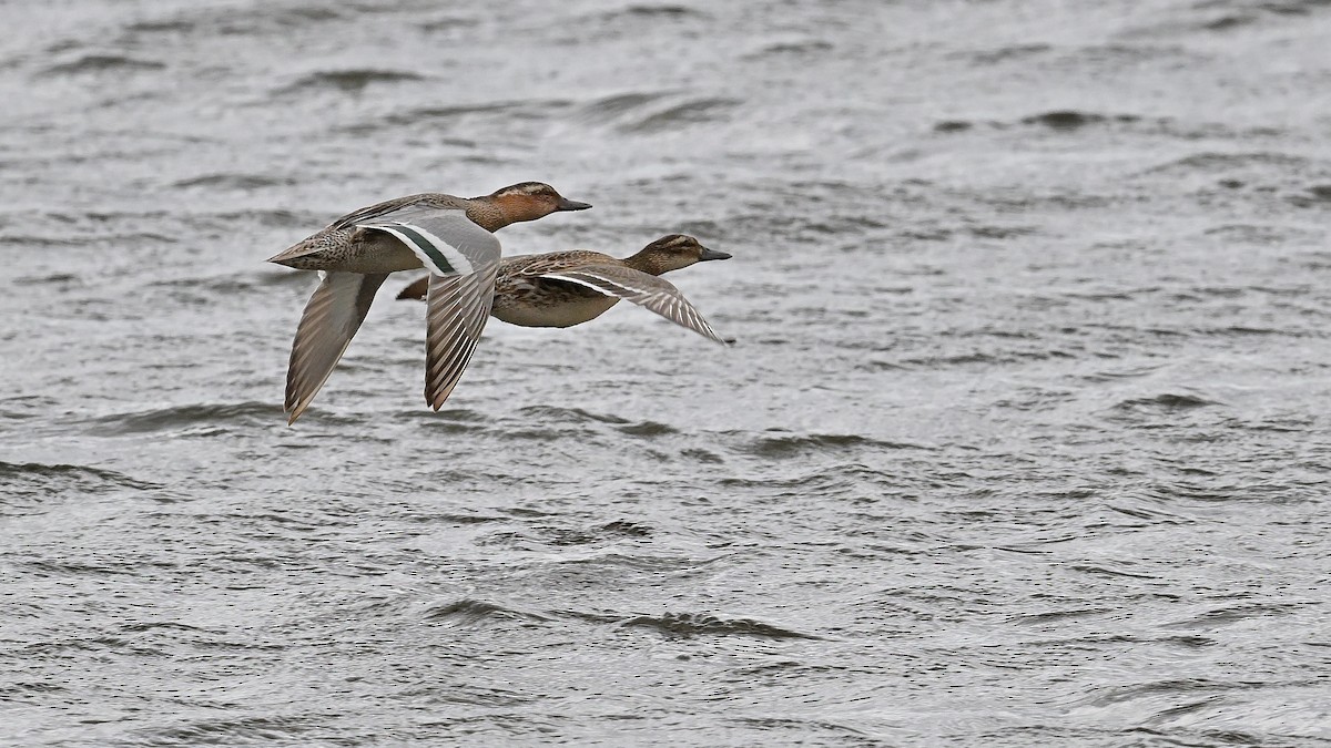 Garganey - ML620489421