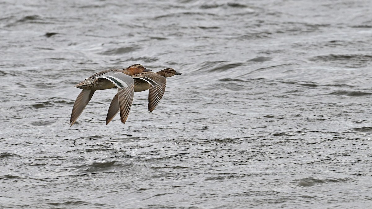 Garganey - ML620489422