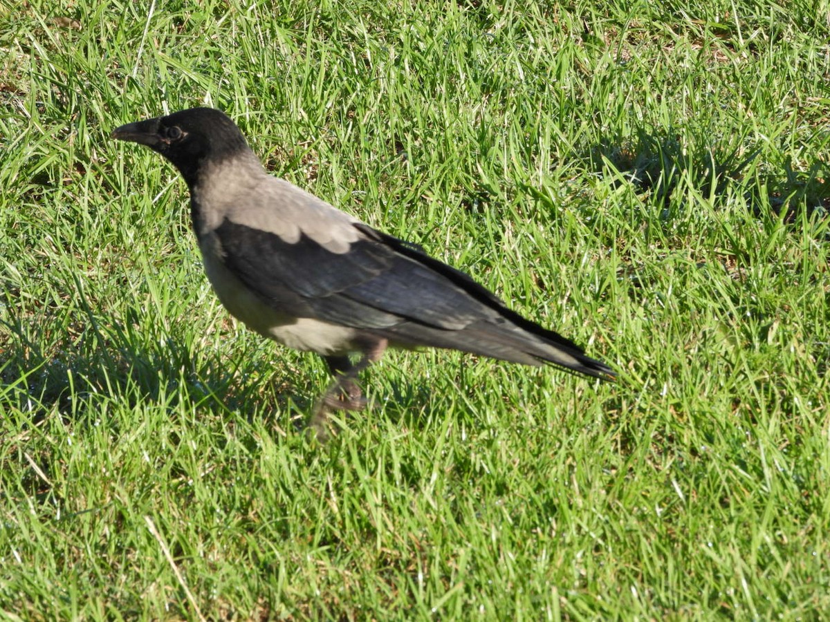 Hooded Crow - ML620489423