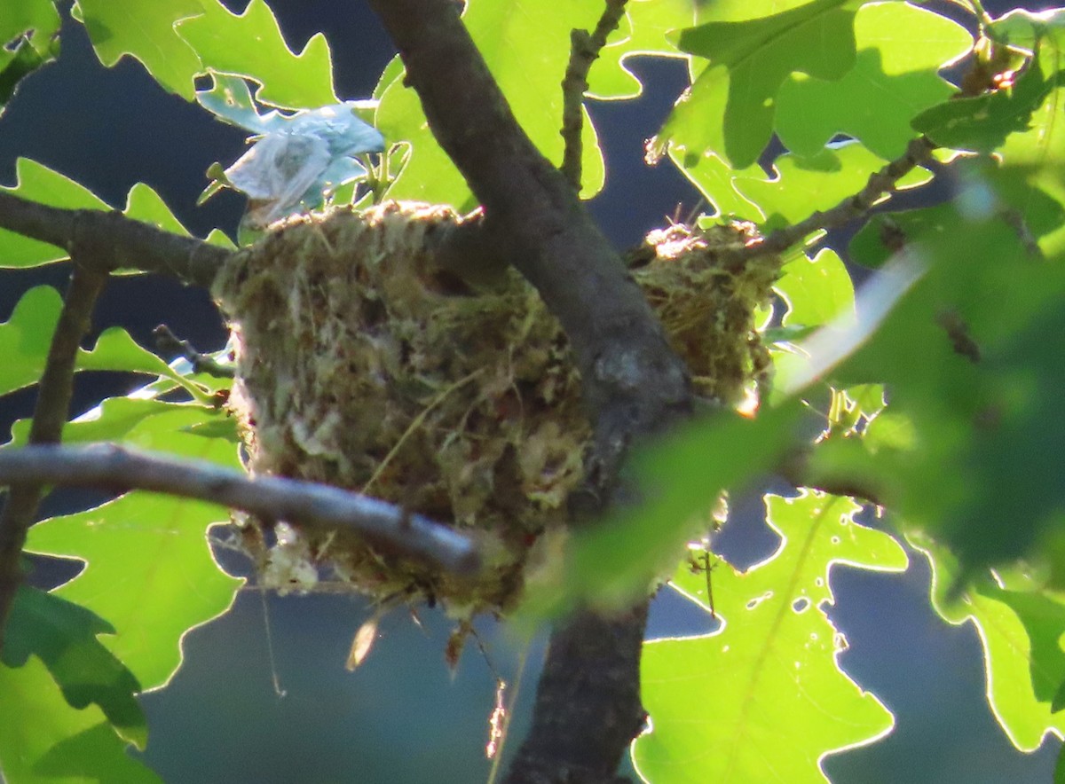 Plumbeous Vireo - ML620489425