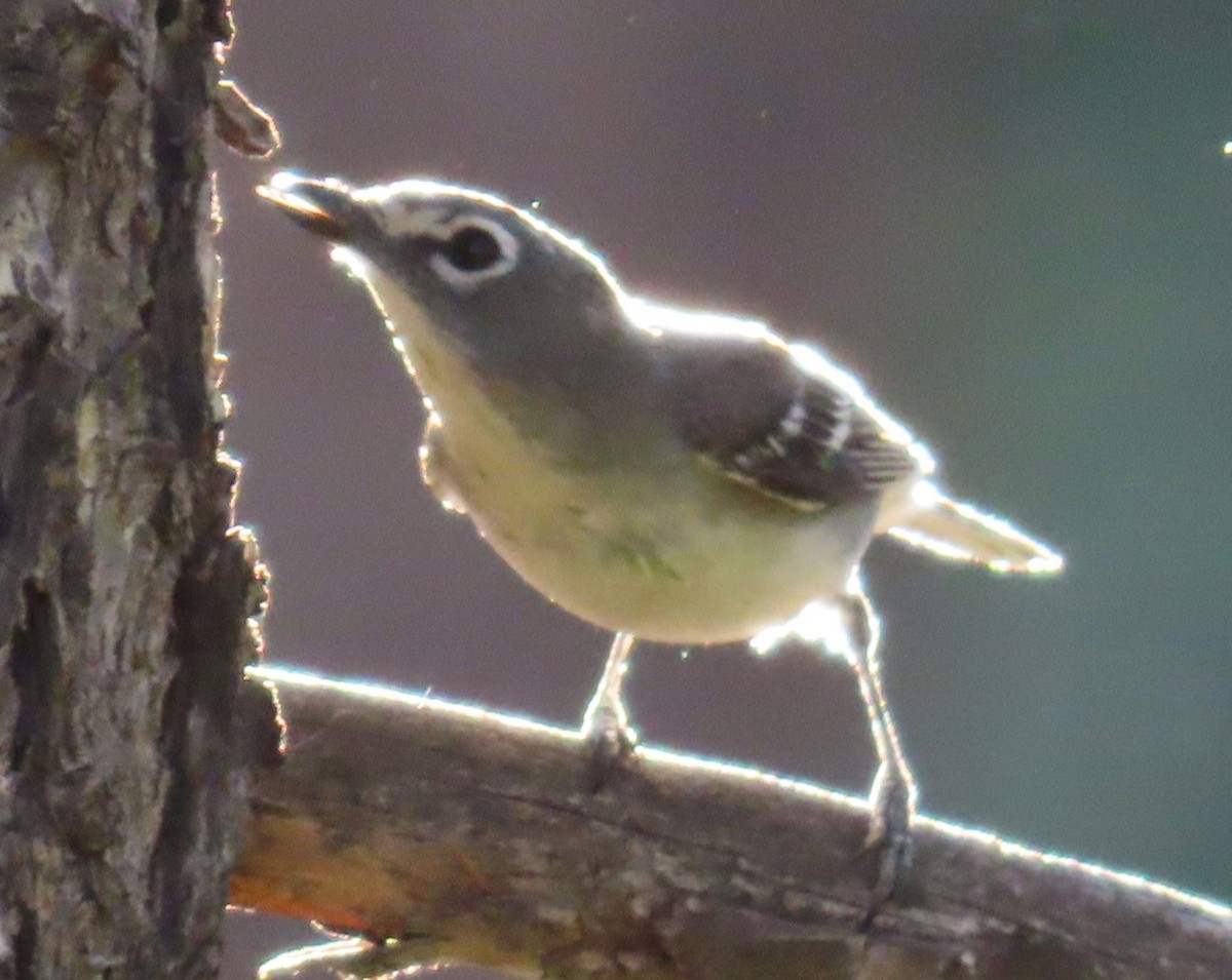 Plumbeous Vireo - Robin Gurule