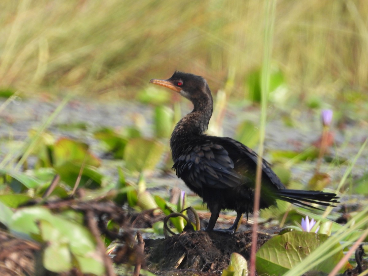 Long-tailed Cormorant - ML620489427