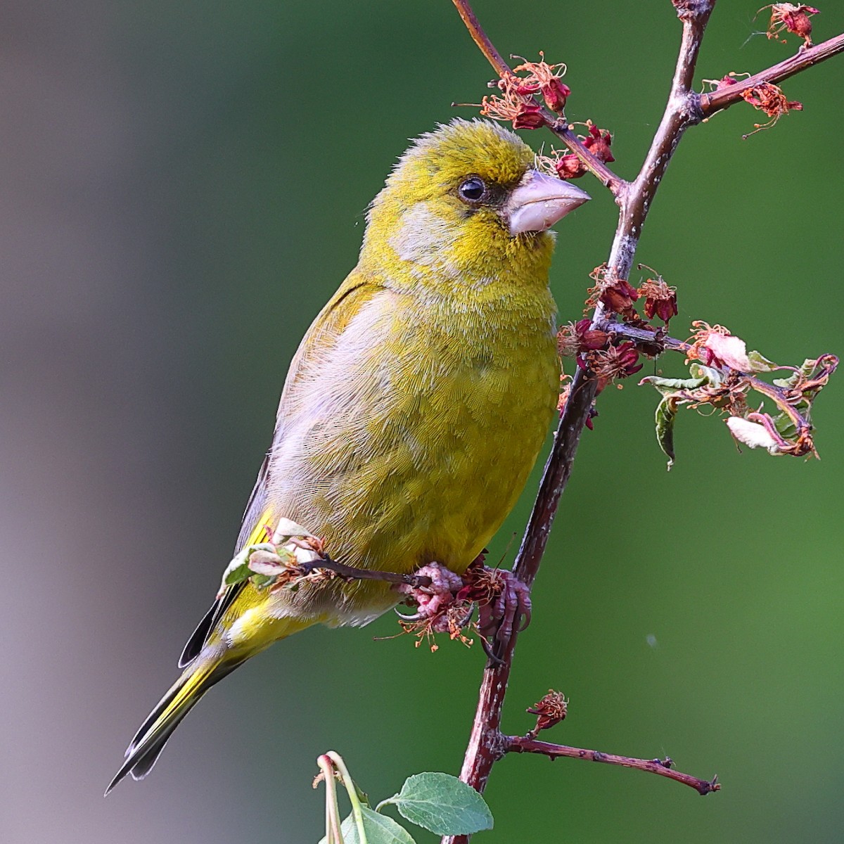 European Greenfinch - ML620489430