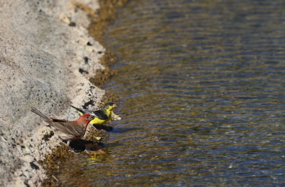 House Finch - ML620489440