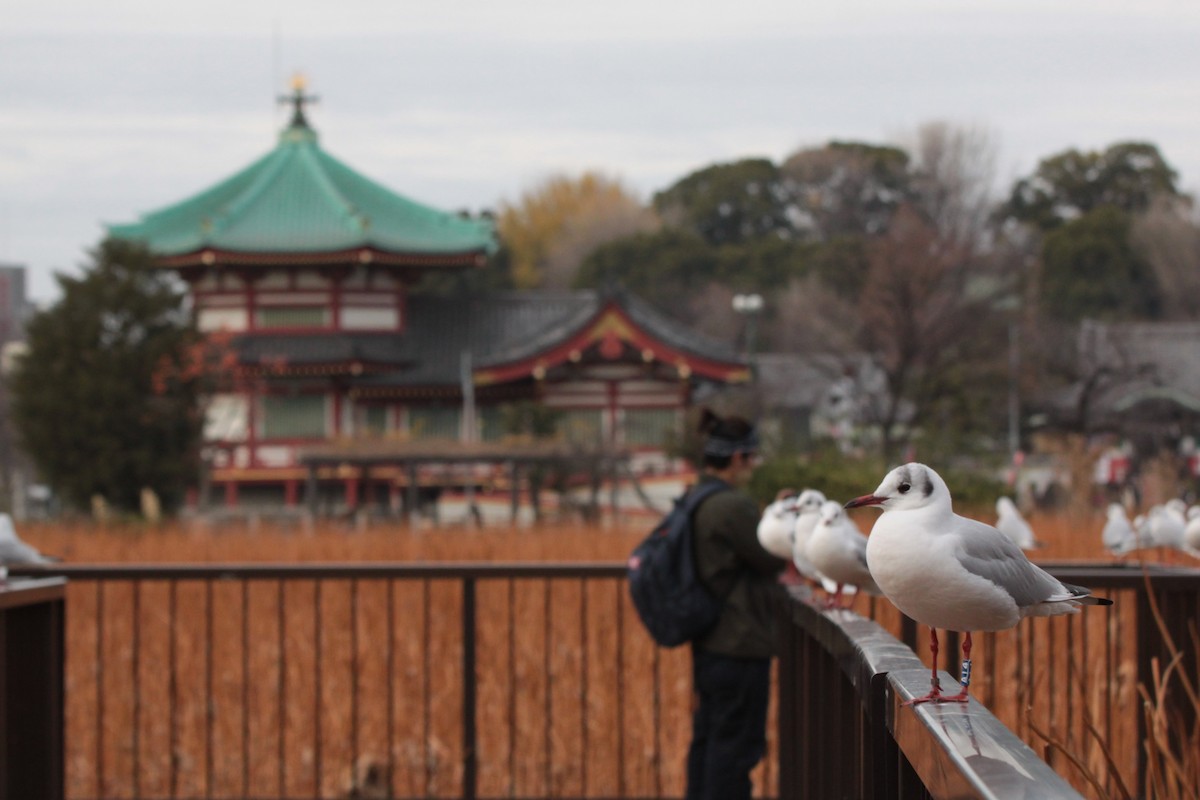 Black-headed Gull - ML620489443