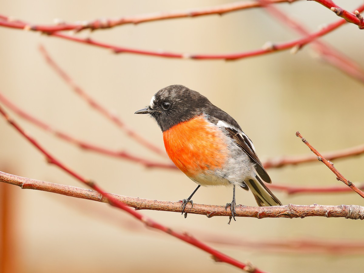 Scarlet Robin - Justine Albao