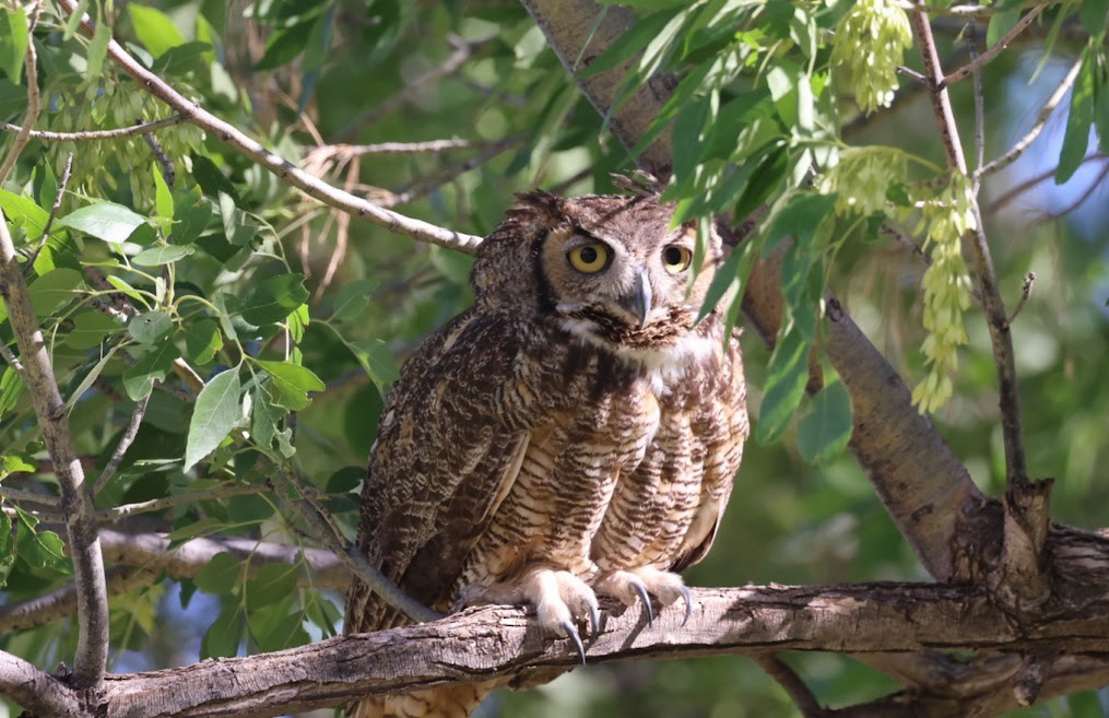 Great Horned Owl - ML620489447