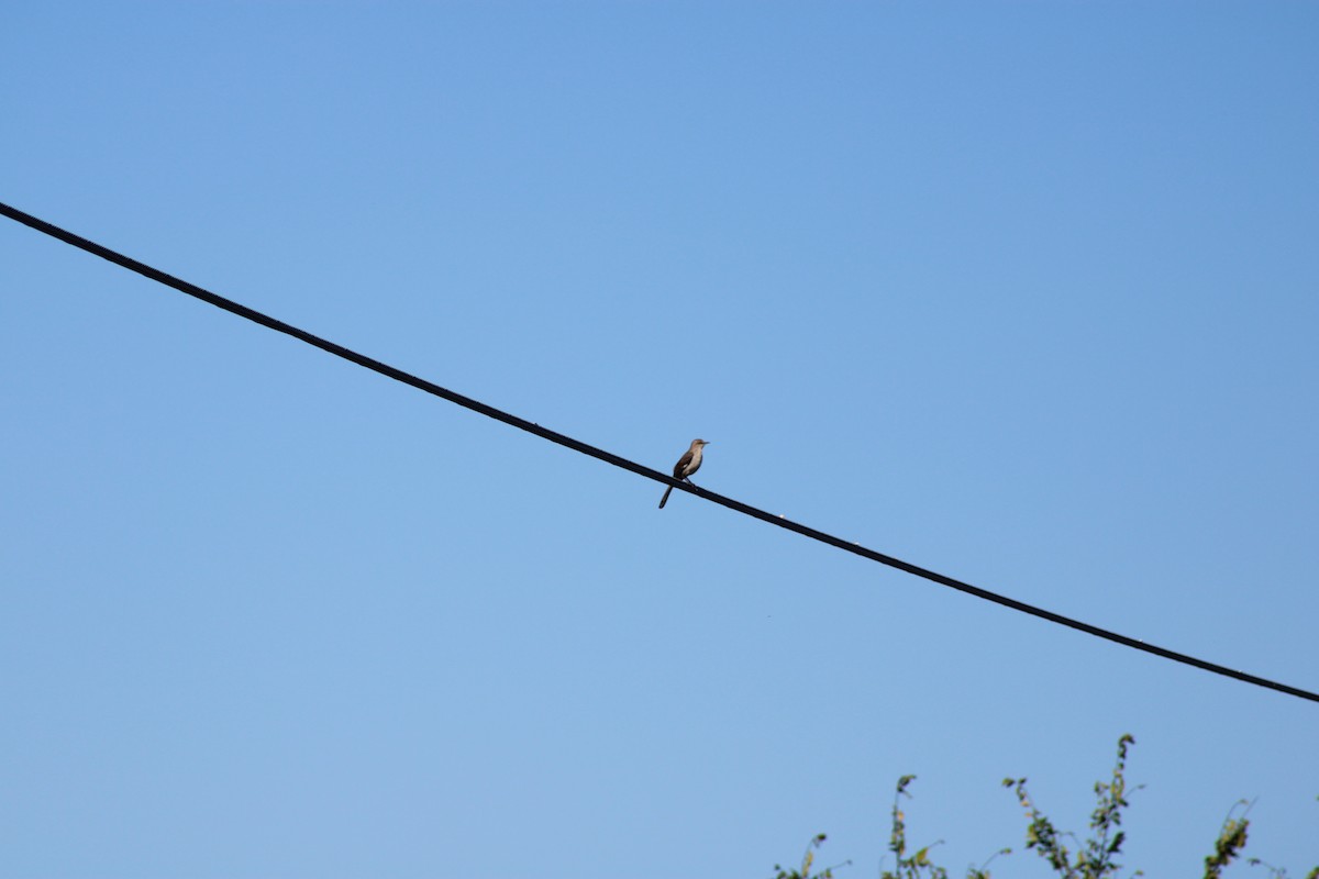 Northern Mockingbird - ML620489448