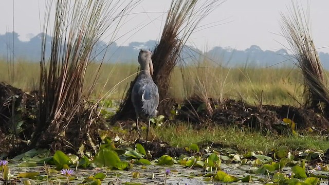 Shoebill - ML620489450