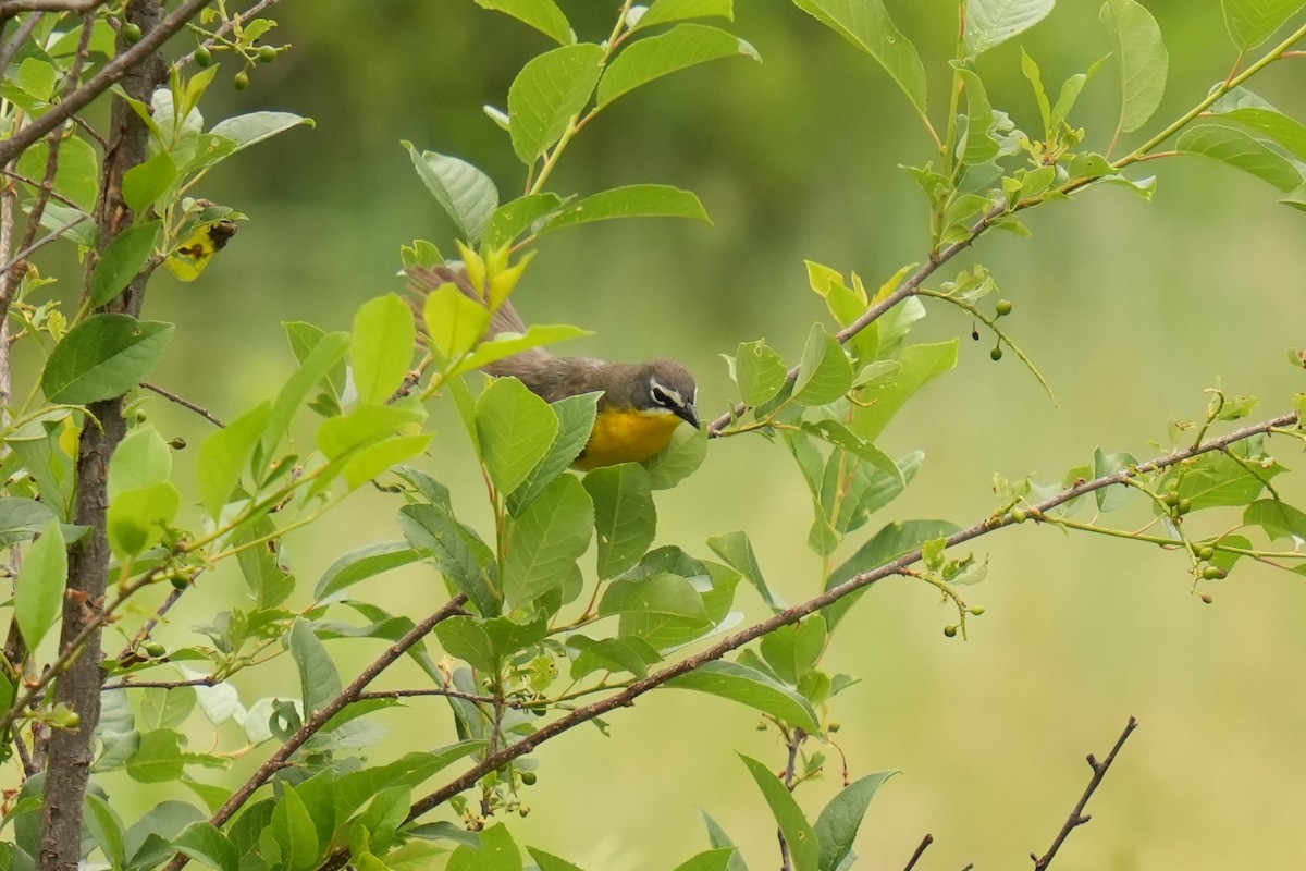 Yellow-breasted Chat - ML620489454