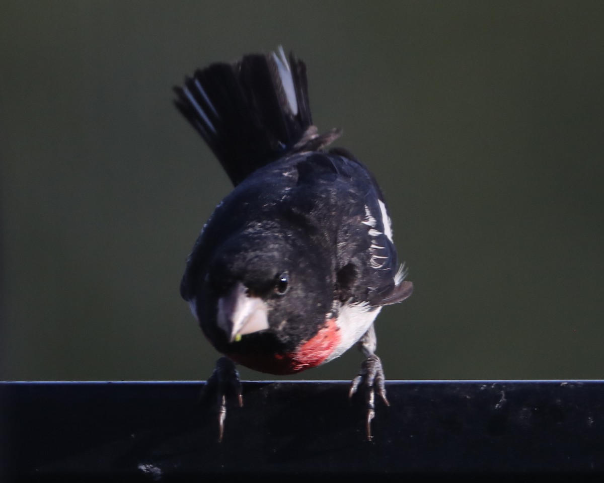 Rose-breasted Grosbeak - ML620489455