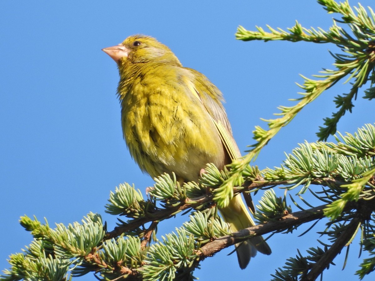 European Greenfinch - ML620489459