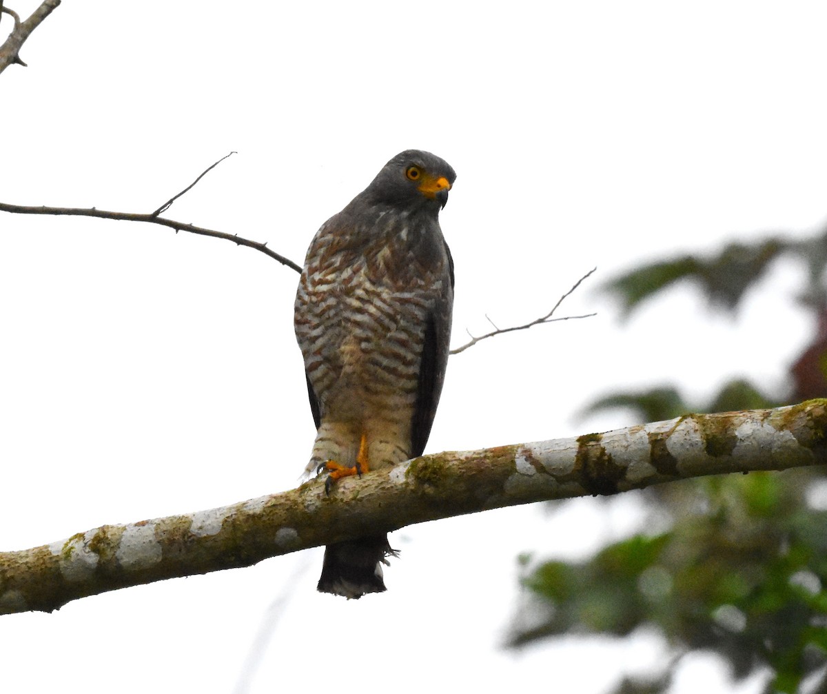 Roadside Hawk - ML620489463