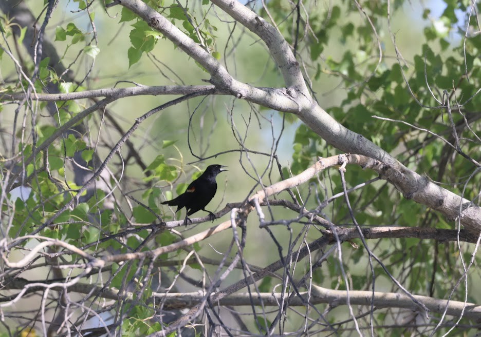 Red-winged Blackbird - ML620489464